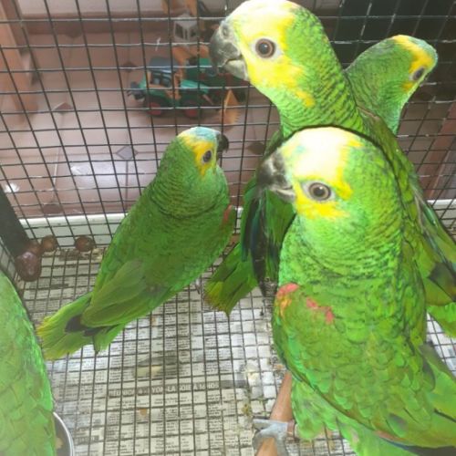 Amazone a front bleu #0