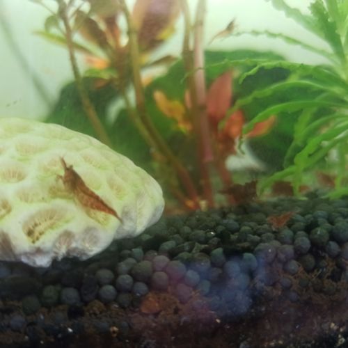 Crevettes red cherry #3