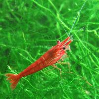 Crevettes red cherry #0