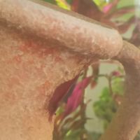 Crevettes red cherry #2