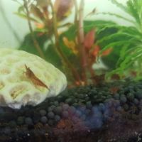 Crevettes red cherry #3