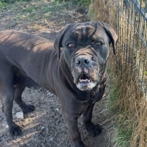 Femelles cane corso #1