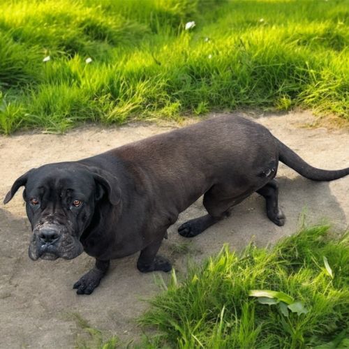 Femelles cane corso #3