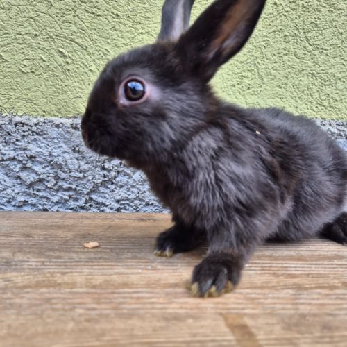 Adorables bébés lapins disponibles #2