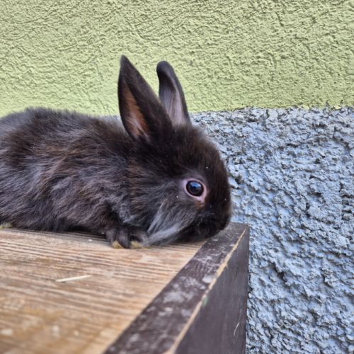 Adorables bébés lapins disponibles #3