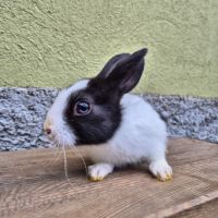 Adorables bébés lapins disponibles