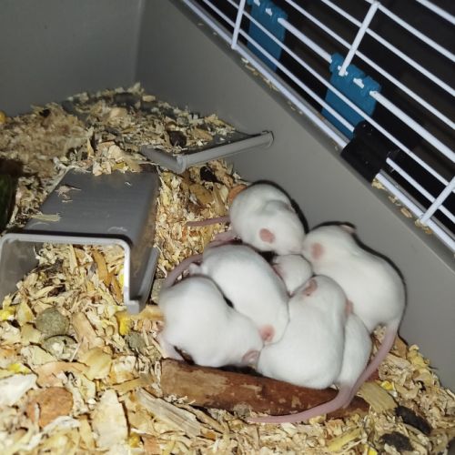 7 petits rats mâles #1