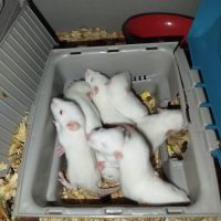 7 petits rats mâles