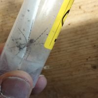 Araignees viridasius sylvestriform