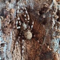 Araignees viridasius sylvestriform #2