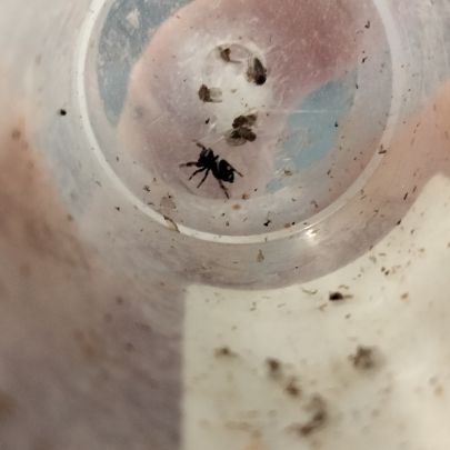 Phidippus regius florida #2