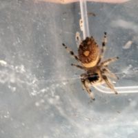 Phidippus regius florida