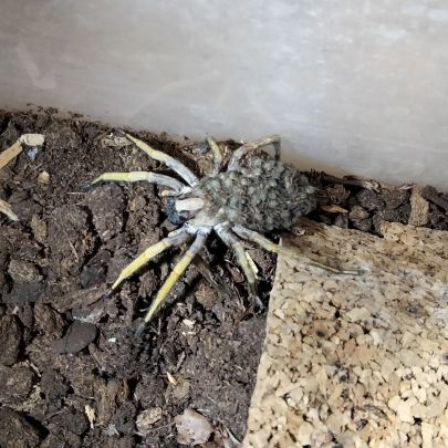 Araignee hogna maderiara #1