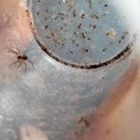 Araignee hogna maderiara #0