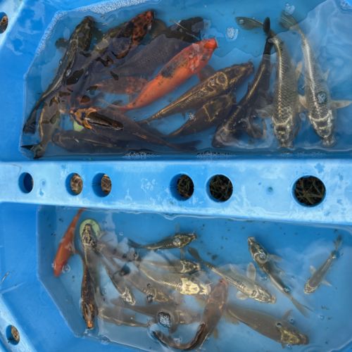 Carpe koi cause surpopulation #1