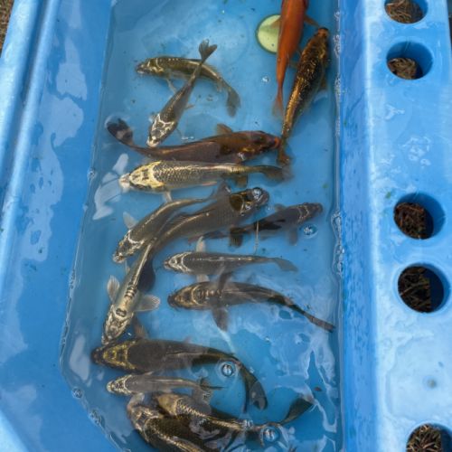 Carpe koi cause surpopulation #3