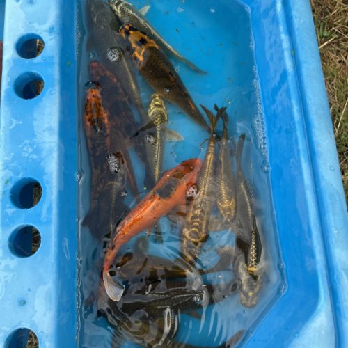 Carpe koi cause surpopulation #4