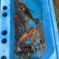 Carpe koi cause surpopulation #4