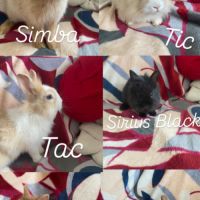 Lapereaux à adopter