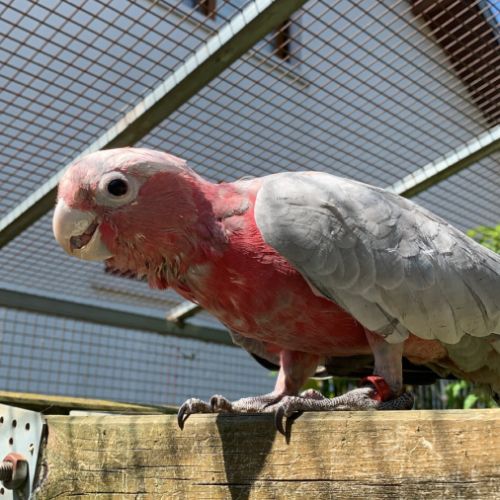 Cacatoès rosalbin eam #0