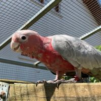 Cacatoès rosalbin eam