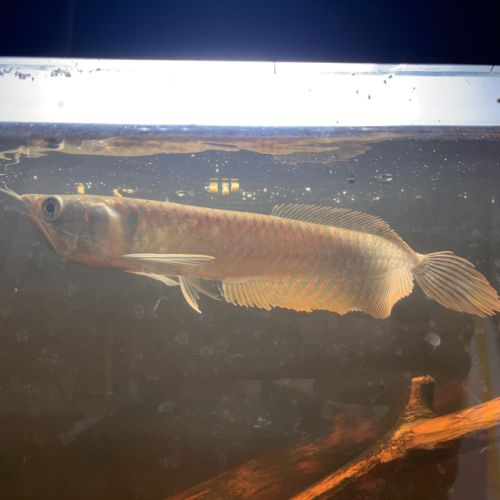 Vend arowana argenté 22cm #1