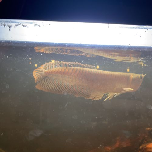 Vend arowana argenté 22cm #3