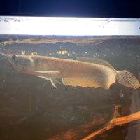Vend arowana argenté 22cm #1