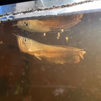 Vend arowana argenté 22cm #0