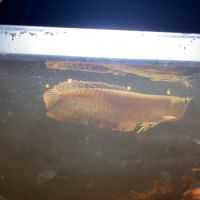 Vend arowana argenté 22cm #3