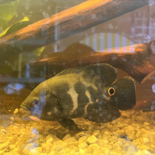 Vend couple de astronotus ocellatus oscar #3