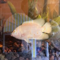 Vend couple de astronotus ocellatus oscar #1