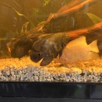 Vend couple de astronotus ocellatus oscar