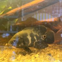 Vend couple de astronotus ocellatus oscar #3
