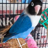 Couple inséparables