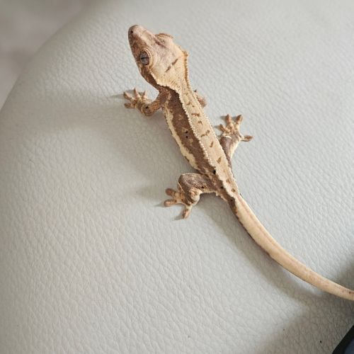 Gecko a crête/ciliatus #1