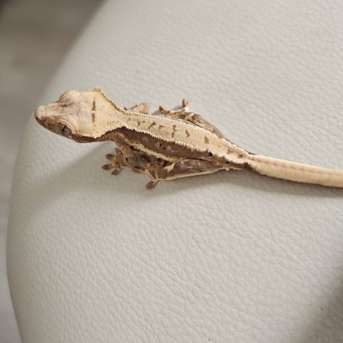 Gecko a crête/ciliatus #0