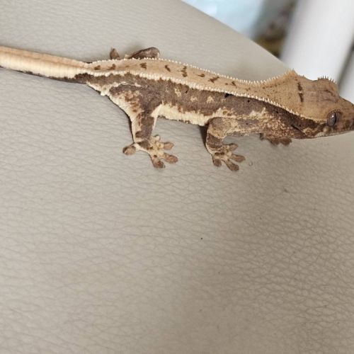 Gecko a crête/ciliatus #3