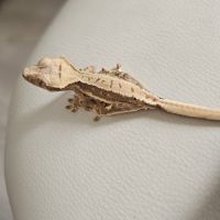 Gecko a crête/ciliatus