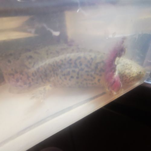 Axolotl (12 / 18cm) #1