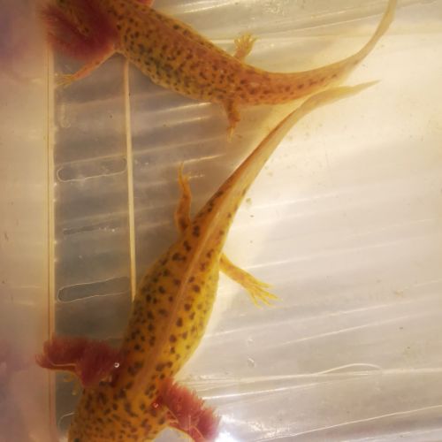 Axolotl (12 / 18cm) #3