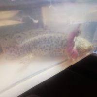 Axolotl (12 / 18cm) #1