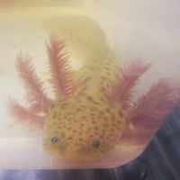 Axolotl (12 / 18cm)