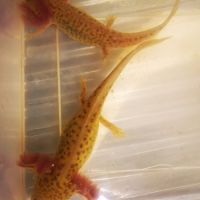 Axolotl (12 / 18cm) #3