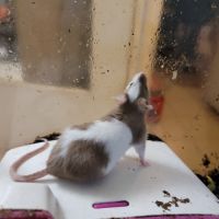 Souris de couleur en don #1