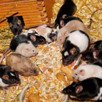 Souris de couleur en don