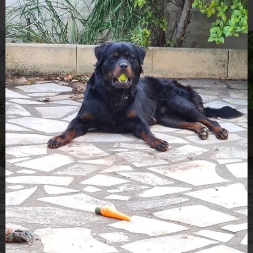 Rottweiler male poils mi long #0