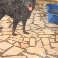 Rottweiler male poils mi long #1