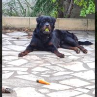 Rottweiler male poils mi long