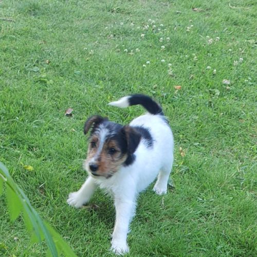 Chiots fox terrier #3